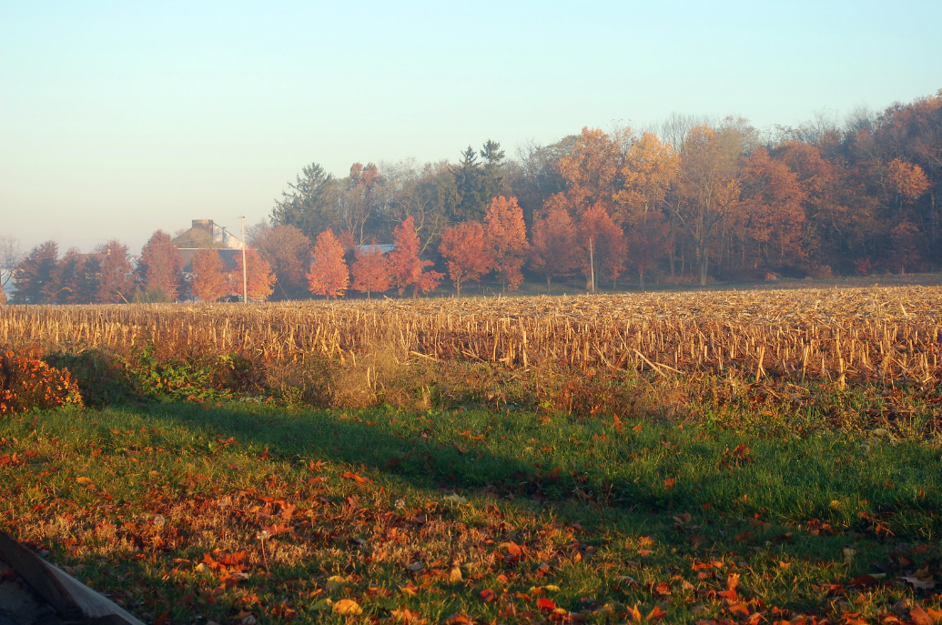 landscape