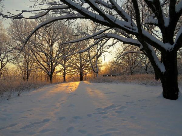 Winter landscape